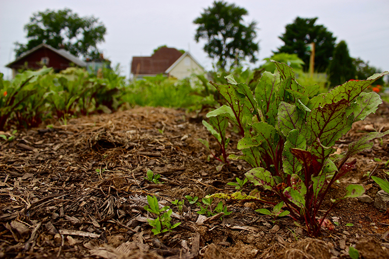 Close up of lettuce growing in a rural Indiana field.